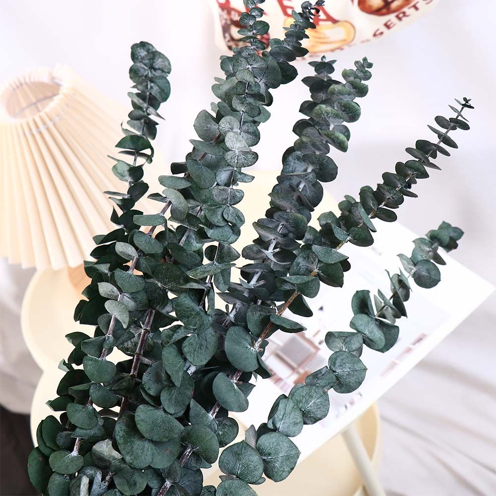 10 szt. Prawdziwe suszone liśc – Eucalyptus Preserved recenzja i cena