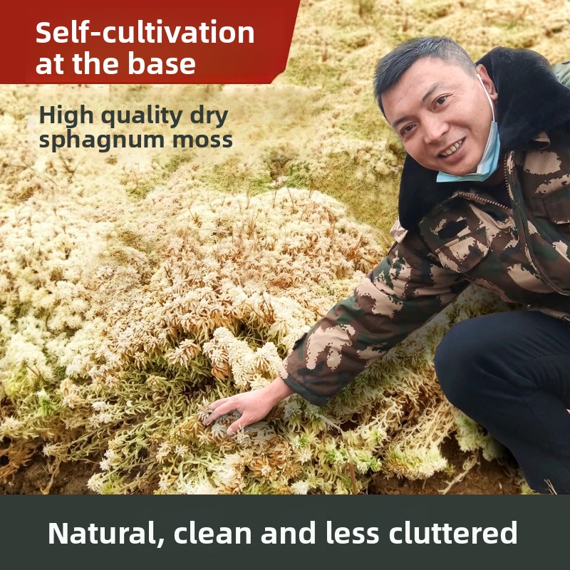 Sphagnum mechowy suszony klasy – Preserved Moss Sheet recenzja i cena